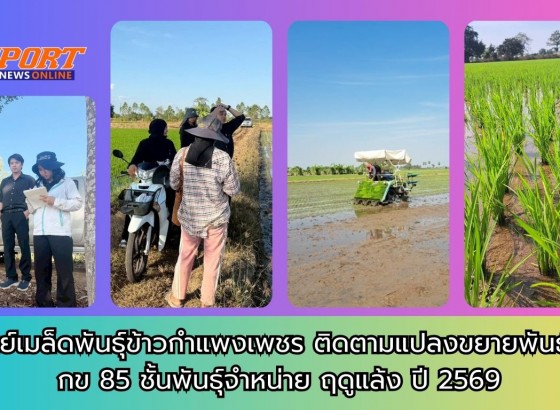 กำแพงเพชร-ศูนย์เมล็ดพันธุ์ข้าวกำแพงเพชร ติดตามแปลงขยายพันธุ์ข้าว กข 85 ชั้นพันธุ์จำหน่าย ฤดูแล้ง ปี 2569