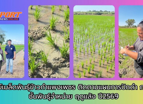 กำแพงเพชร-ศูนย์เมล็ดพันธุ์ข้าวกำแพงเพชร ติดตามแผนการปักดำ กข 85 ชั้นพันธุ์จำหน่าย ฤดูแล้ง ปี2569