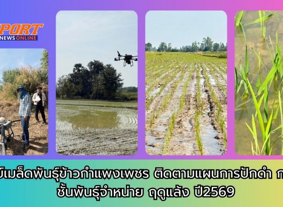 กำแพงเพชร-ศูนย์เมล็ดพันธุ์ข้าวกำแพงเพชร ติดตามแผนการปักดำ กข 85 ชั้นพันธุ์จำหน่าย ฤดูแล้ง ปี2569