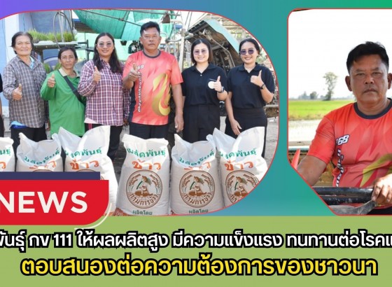 กำแพงเพชร-ข้าวพันธุ์ กข 111ให้ผลผลิตสูง มีความแข็งแรง และทนทานต่อโรคแมลง ตอบสนองต่อความต้องการของชาวนาที่อยากได้ข้าวที่ให้ผลผลิตสูง