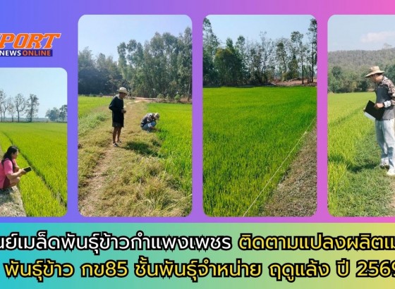 กำแพงเพชร-ศูนย์เมล็ดพันธุ์ข้าวกำแพงเพชร ติดตามแปลงผลิตเมล็ดพันธุ์ข้าว กข85 ชั้นพันธุ์จำหน่าย ฤดูแล้ง ปี 2569