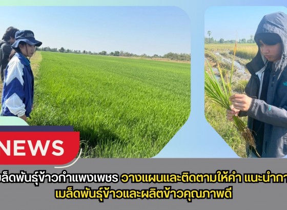 กำแพงเพชร-ศูนย์เมล็ดพันธุ์ข้าวกำแพงเพชร วางแผนและติดตามให้คำแนะนำ การผลิตเมล็ดพันธุ์ข้าวและผลิตข้าวคุณภาพดี