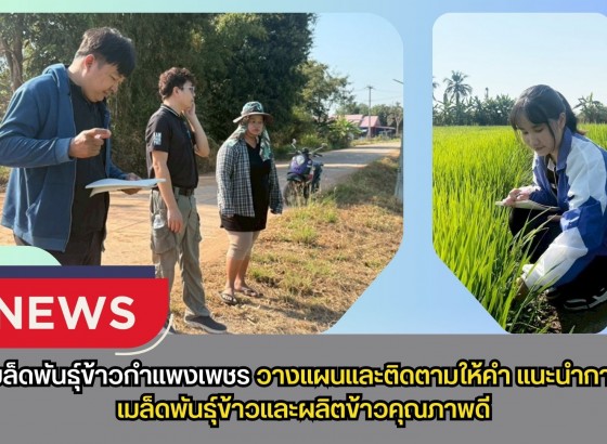 กำแพงเพชร-ศูนย์เมล็ดพันธุ์ข้าวกำแพงเพชร วางแผนและติดตามให้คำแนะนำ การผลิตเมล็ดพันธุ์ข้าวและผลิตข้าวคุณภาพดี
