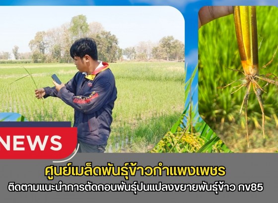 กำแพงเพชร-ศูนย์เมล็ดพันธุ์ข้าวกำแพงเพชร ติดตามแนะนำการตัดถอนพันธุ์ปนแปลงขยายพันธุ์ข้าว กข85 ชั้นพันธุ์ขยายชั้นพันธุ์จำหน่าย ฤดูแล้ง ปี2569