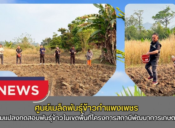 กำแพงเพชร-ศูนย์เมล็ดพันธุ์ข้าวกำแพงเพชร ติดตามแปลงทดสอบพันธุ์ข้าวในเขตพื้นที่โครงการสถานีพัฒนาการเกษตรที่สูง