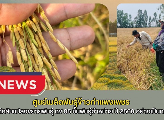 กำแพงเพชร-ศูนย์เมล็ดพันธุ์ข้าวกำแพงเพชร เข้าตรวจตัดสินแปลงขยายพันธุ์ กข 85 ชั้นพันธุ์จำหน่าย ปี 2569 อย่างเป็นทางการ