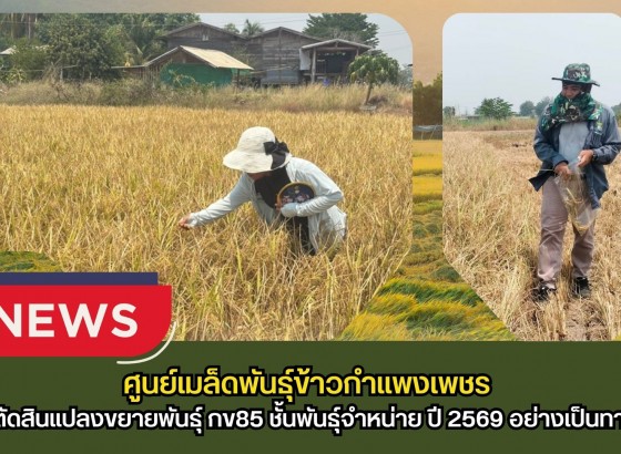 กำแพงเพชร-ศูนย์เมล็ดพันธุ์ข้าวกำแพงเพชร ตรวจตัดสินแปลงขยายพันธุ์ กข85 ชั้นพันธุ์จำหน่าย ปี 2569