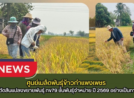 กำแพงเพชร-ศูนย์เมล็ดพันธุ์ข้าวกำแพงเพชร ตรวจตัดสินแปลงขยายพันธุ์ กข79 ชั้นพันธุ์จำหน่าย ปี 2569 อย่างเป็นทางการ