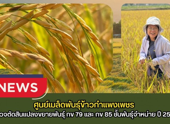 กำแพงเพชร-ศูนย์เมล็ดพันธุ์ข้าวกำแพงเพชร ตรวจตัดสินแปลงขยายพันธุ์ กข 79 และ กข 85 ชั้นพันธุ์จำหน่าย ปี 2569