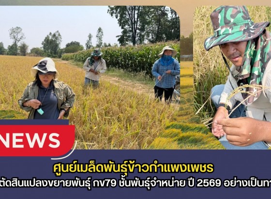 กำแพงเพชร-ศูนย์เมล็ดพันธุ์ข้าวกำแพงเพชร ตรวจตัดสินแปลงขยายพันธุ์ กข79 ชั้นพันธุ์จำหน่าย ปี 2569 อย่างเป็นทางการ