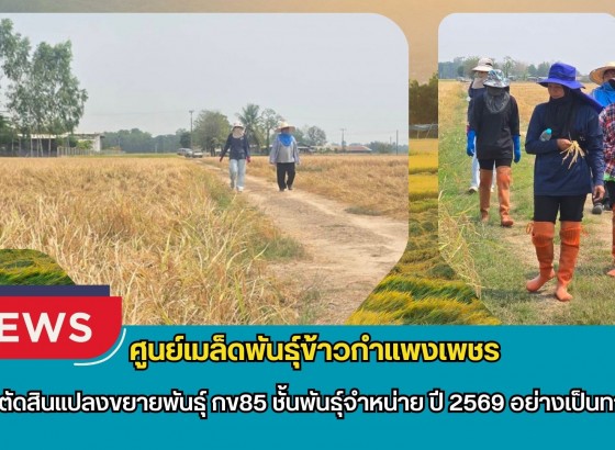 กำแพงเพชร-ศูนย์เมล็ดพันธุ์ข้าวกำแพงเพชร ตรวจตัดสินแปลงขยายพันธุ์ กข85 ชั้นพันธุ์จำหน่าย ปี 2569 อย่างเป็นทางการ