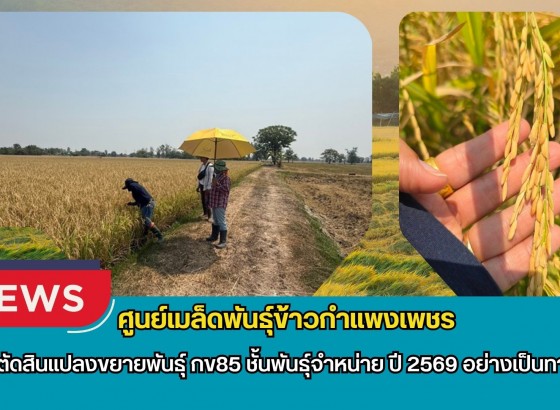 กำแพงเพชร-ศูนย์เมล็ดพันธุ์ข้าวกำแพงเพชร ตรวจตัดสินแปลงขยายพันธุ์ กข85 ชั้นพันธุ์จำหน่าย ปี 2569 อย่างเป็นทางการ
