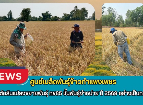 กำแพงเพชร-ศูนย์เมล็ดพันธุ์ข้าวกำแพงเพชร ตรวจตัดสินแปลงขยายพันธุ์ กข85 ชั้นพันธุ์จำหน่าย ปี 2569 อย่างเป็นทางการ