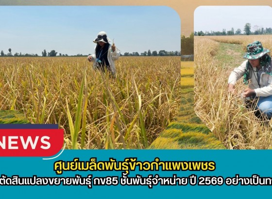 กำแพงเพชร-ศูนย์เมล็ดพันธุ์ข้าวกำแพงเพชร ตรวจตัดสินแปลงขยายพันธุ์ กข85 ชั้นพันธุ์จำหน่าย ปี 2569 อย่างเป็นทางการ