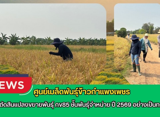 กำแพงเพชร-ศูนย์เมล็ดพันธุ์ข้าวกำแพงเพชร ตรวจตัดสินแปลงขยายพันธุ์ กข85 ชั้นพันธุ์จำหน่าย ปี 2569 อย่างเป็นทางการ
