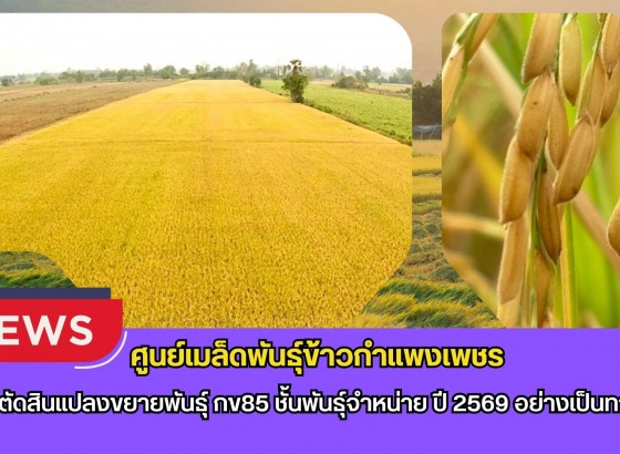 กำแพงเพชร-ศูนย์เมล็ดพันธุ์ข้าวกำแพงเพชร ตรวจตัดสินแปลงขยายพันธุ์ กข85 ชั้นพันธุ์จำหน่าย ปี 2569 อย่างเป็นทางการ