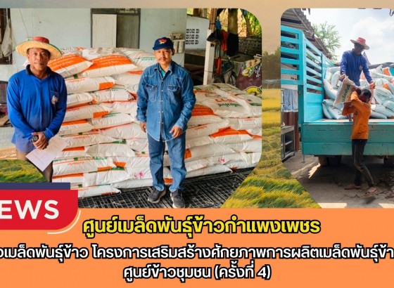 กำแพงเพชร-ศูนย์เมล็ดพันธุ์ข้าวกำแพงเพชร จัดส่งเมล็ดพันธุ์ข้าว โครงการเสริมสร้างศักยภาพการผลิตเมล็ดพันธุ์ข้าวของศูนย์ข้าวชุมชน (ครั้งที่ 4)