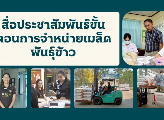 กำแพงเพชร-ศูนย์เมล็ดพันธุ์ข้าวกำแพงเพชร จัดทำสื่อประชาสัมพันธ์ขั้นตอนการจำหน่ายเมล็ดพันธุ์ข้าวให้แก่เกษตรกรและผู้ที่สนใจทั่วไป