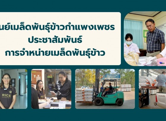 กำแพงเพชร-ศูนย์เมล็ดพันธุ์ข้าวกำแพงเพชร ประชาสัมพันธ์การจำหน่ายเมล็ดพันธุ์ข้าวให้แก่เกษตรกรและผู้ที่สนใจทั่วไป