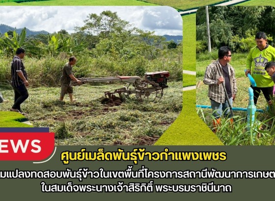 กำแพงเพชร-ศูนย์เมล็ดพันธุ์ข้าวกำแพงเพชร ติดตามแปลงทดสอบพันธุ์ข้าวในเขตพื้นที่โครงการสถานีพัฒนาการเกษตรที่สูง
