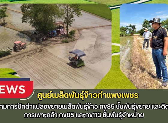 กำแพงเพชร-ศูนย์เมล็ดพันธุ์ข้าวกำแพงเพชร ติดตามการปักดำแปลงขยายเมล็ดพันธุ์ข้าว กข85 ชั้นพันธุ์ขยาย และติดตามการเพาะกล้า กข85 และกข113 ชั้นพันธุ์จำหน่าย