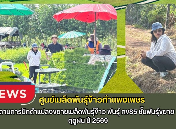 กำแพงเพชร-ศูนย์เมล็ดพันธุ์ข้าวกำแพงเพชร ติดตามการปักดำแปลงขยายเมล็ดพันธุ์ข้าว พันธุ์ กข85 ชั้นพันธุ์ขยาย ฤดูฝน ปี 2569