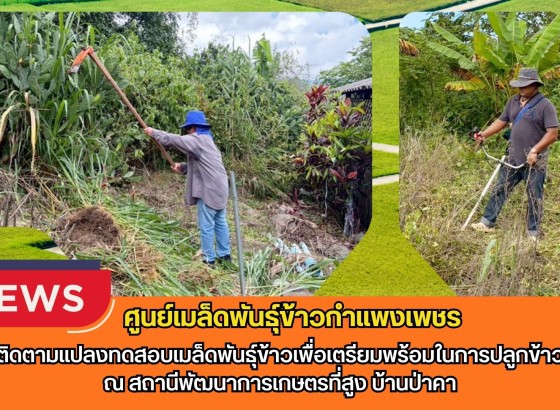 กำแพงเพชร-ศูนย์เมล็ดพันธุ์ข้าวกำแพงเพชร ติดตามแปลงทดสอบเมล็ดพันธุ์ข้าวเพื่อเตรียมพร้อมในการปลูกข้าว ณ สถานีพัฒนาการเกษตรที่สูง บ้านป่าคา