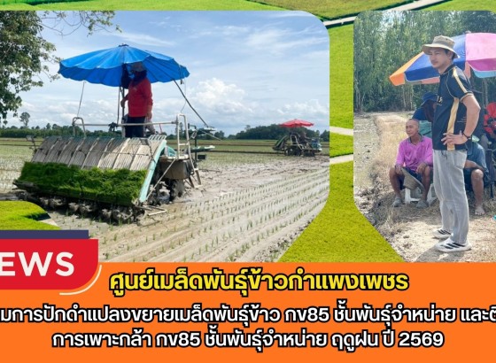 กำแพงเพชร-ศูนย์เมล็ดพันธุ์ข้าวกำแพงเพชร ติดตามการปักดำแปลงขยายเมล็ดพันธุ์ข้าว กข85 ชั้นพันธุ์จำหน่าย และติดตามการเพาะกล้า กข85 ชั้นพันธุ์จำหน่าย ฤดูฝน ปี 2569