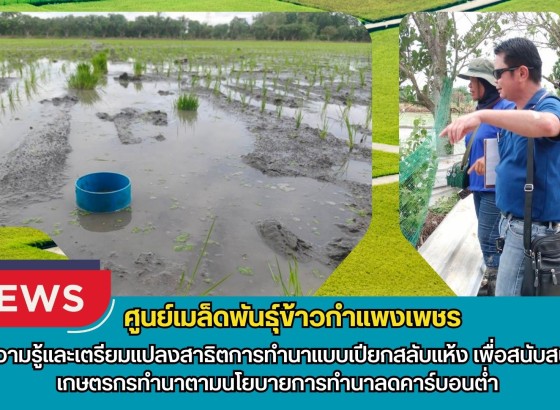 กำแพงเพชร-ศูนย์เมล็ดพันธุ์ข้าวกำแพงเพชร ให้ความรู้และเตรียมแปลงสาธิตการทำนาแบบเปียกสลับแห้ง เพื่อสนับสนุนให้เกษตรกรทำนาตามนโยบายการทำนาลดคาร์บอนต่ำ
