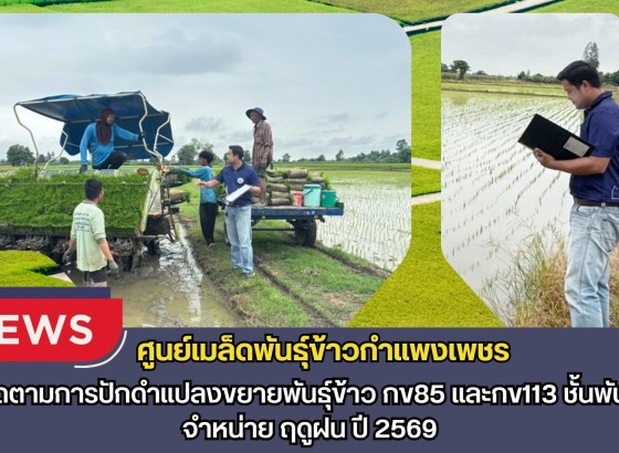 กำแพงเพชร-ศูนย์เมล็ดพันธุ์ข้าวกำแพงเพชร ติดตามการปักดำแปลงขยายพันธุ์ข้าว กข85 และกข113 ชั้นพันธุ์จำหน่าย ฤดูฝน ปี2569