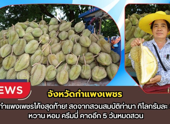 กำแพงเพชร-ทุเรียนกำแพงเพชรโค้งสุดท้าย! สดจากสวนสมบัติท่านา กิโลกรัมละ 80 บาท หวาน หอม ครีมมี่ คาดอีก 5 วันหมดสวน