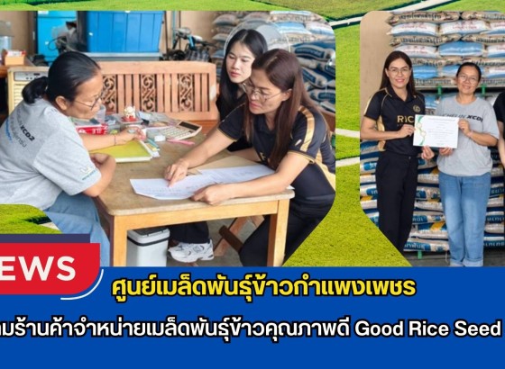 กำแพงเพชร-ศูนย์เมล็ดพันธุ์ข้าวกำแพงเพชร ติดตามร้านค้าจำหน่ายเมล็ดพันธุ์ข้าวคุณภาพดี Good Rice Seed Shop