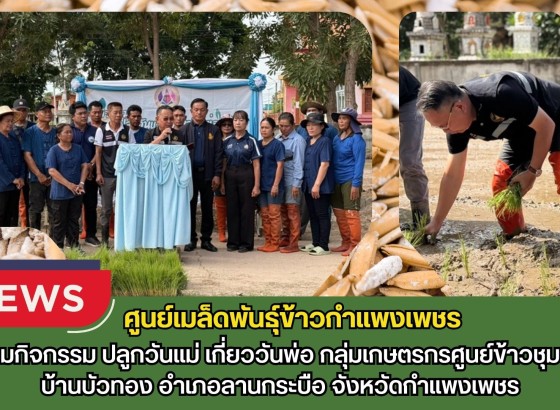 กำแพงเพชร-ศูนย์เมล็ดพันธุ์ข้าวกำแพงเพชร ร่วมกิจกรรมปลูกวันแม่ เกี่ยววันพ่อ กลุ่มเกษตรกรศูนย์ข้าวชุมชนบ้านบัวทอง