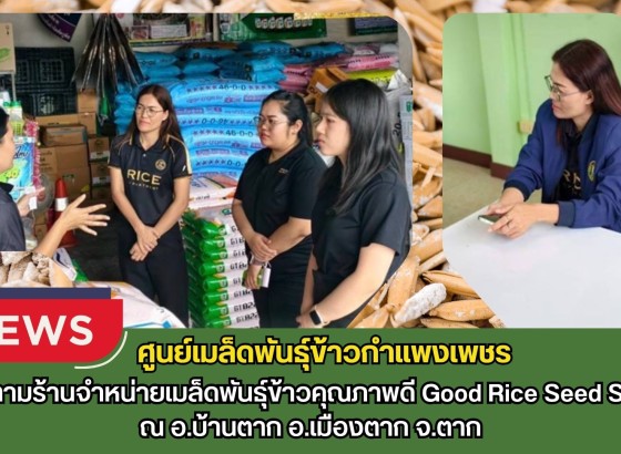 กำแพงเพชร-ศูนย์เมล็ดพันธุ์ข้าวกำแพงเพชร ติดตามร้านจำหน่ายเมล็ดพันธุ์ข้าวคุณภาพดี Good Rice Seed Shop