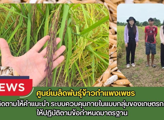 กำแพงเพชร-ศูนย์เมล็ดพันธุ์ข้าวกำแพงเพชร ติดตามให้คำแนะนำ ระบบควบคุมภายในแบบกลุ่มของเกษตรกรให้ปฏิบัติตามข้อกำหนดมาตรฐาน