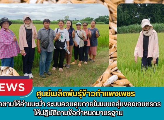 กำแพงเพชร-ศูนย์เมล็ดพันธุ์ข้าวกำแพงเพชร ติดตามให้คำแนะนำ ระบบควบคุมภายในแบบกลุ่มของเกษตรกร ให้ปฏิบัติตามข้อกำหนดมาตรฐาน