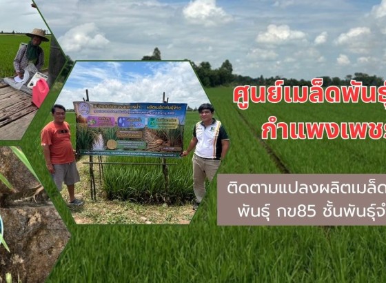 กำแพงเพชร-ศูนย์เมล็ดพันธุ์ข้าวกำแพงเพชร ติดตามแปลงผลิตเมล็ดพันธุ์ข้าวพันธุ์ กข85 ชั้นพันธุ์จำหน่าย ฤดูฝน ปี 2569
