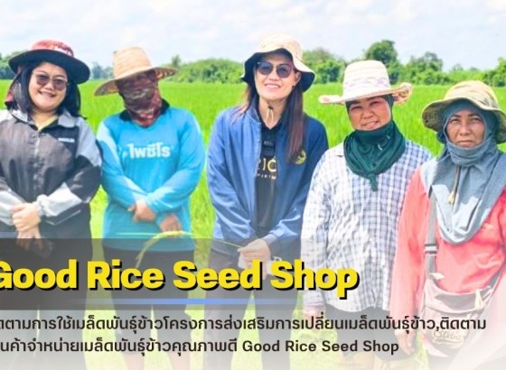 กำแพงเพชร-ศูนย์เมล็ดพันธุ์ข้าวกำแพงเพชร ติดตามร้านค้าจำหน่ายเมล็ดพันธุ์ข้าวคุณภาพดี Good Rice Seed Shop