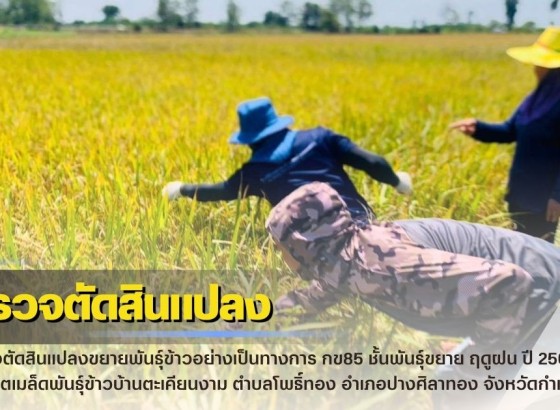 กำแพงเพชร-ศูนย์เมล็ดพันธุ์ข้าวกำแพงเพชร ตรวจตัดสินแปลงขยายพันธุ์ข้าวอย่างเป็นทางการ กข85 ชั้นพันธุ์ขยาย ฤดูฝน ปี 2569