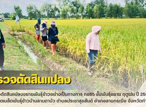 กำแพงเพชร-ศูนย์เมล็ดพันธุ์ข้าวกำแพงเพชร ตรวจตัดสินแปลงขยายพันธุ์ข้าวอย่างเป็นทางการ กข85 ชั้นพันธุ์ขยาย ฤดูฝน ปี2569 ณ กลุ่มผู้ผลิตเมล็ดพันธุ์ข้าวบ้านลานตาบัว