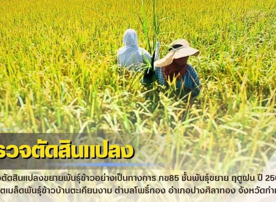 กำแพงเพชร-ศูนย์เมล็ดพันธุ์ข้าวกำแพงเพชร ตรวจตัดสินแปลงขยายพันธุ์ข้าวอย่างเป็นทางการ กข85 ชั้นพันธุ์ขยาย ฤดูฝน ปี2569 ณ กลุ่มผู้ผลิตเมล็ดพันธุ์ข้าวบ้านตะเคียนงาม