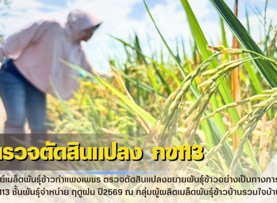 กำแพงเพชร-ศูนย์เมล็ดพันธุ์ข้าวกำแพงเพชร ตรวจตัดสินแปลงขยายพันธุ์ข้าวอย่างเป็นทางการ กข113 ชั้นพันธุ์จำหน่าย ฤดูฝน ปี2569