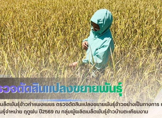 กำแพงเพชร-ศูนย์เมล็ดพันธุ์ข้าวกำแพงเพชร ตรวจตัดสินแปลงขยายพันธุ์ข้าวอย่างเป็นทางการ กข85 ชั้นพันธุ์จำหน่าย ฤดูฝน ปี2569