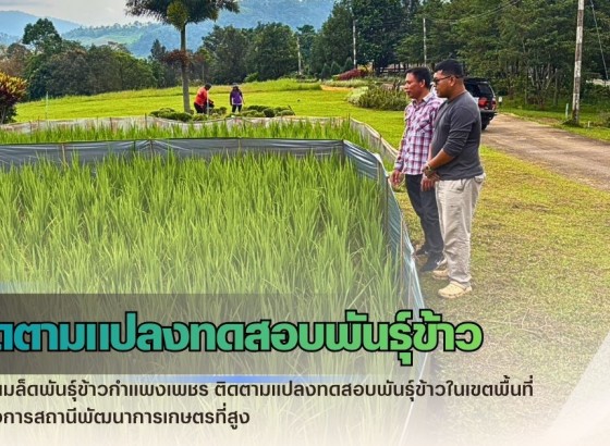 กำแพงเพชร-ศูนย์เมล็ดพันธุ์ข้าวกำแพงเพชร ติดตามแปลงทดสอบพันธุ์ข้าวในเขตพื้นที่โครงการสถานีพัฒนาการเกษตรที่สูง