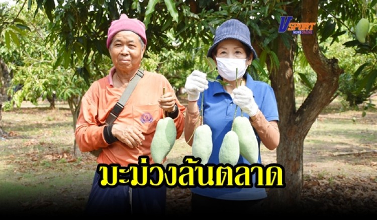 กำแพงเพชร-ชาวสวนมะม่วง ได้รับผลกระทบจากโควิด-19 การส่งออกเป็นอัมพาต ส่งผลให้ผลผลิตมะม่วงล้นตลาด (มีคลิป)