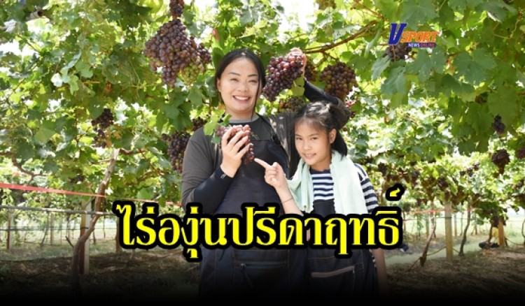 กำแพงเพชร-ประชาชนพากันไปชมไร่องุ่นกันคึกคัก หลังเจ้าของโพสลงโซเซี่ยวทาง facebook ส่วนใหญ่ตื่นเต้นที่ได้เห็นพวงองุ่นที่ยังติดอยู่กับต้น ต่างแปลกใจกำแพงเพชรปลูกองุ่นได้ด้วย(มีคลิป)