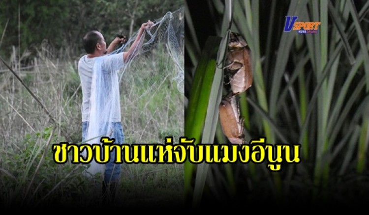 กำแพงเพชร- ชาวบ้านแห่จับแมงอีนูน เมนูยอดฮิต สร้างรายได้ ในช่วงฝ่าวิกฤตโควิด-19 (มีคลิป) 