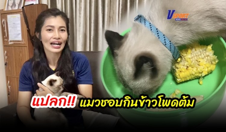 กำแพงเพชร-เจ้าของแมวแปลกใจ 