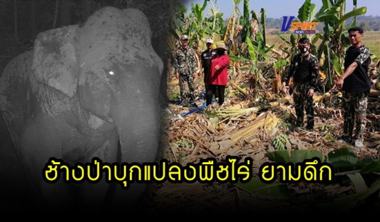 กำแพงเพชร-เจ้าหน้าที่ ระดมกำลังเจ้าหน้าที่ป่าไม้ และชุมชน รวมพลังร่วมกันใช้รถไถวิ่งไล่ผลักดันช้างป่าหลายโขลงกว่า 20 ตัว ในป่าแม่วงก์ ที่ลงมาในแปลงพืชไร่ ยามดึก