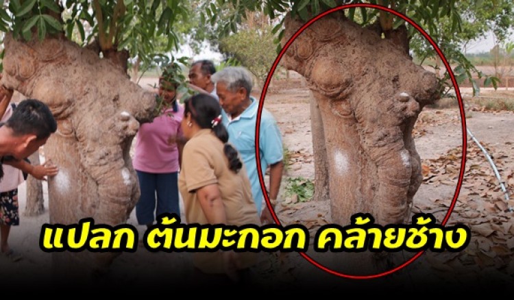 กำแพงเพชร-แปลก 